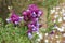 Wildflowers West Australia Eremophila Cuneifolia