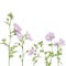 Wildflowers on white background as natural herbal flower illustration for invitations, greetings, borders