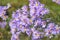 wildflowers. wild lilac flowers. field. September. reassurance.