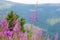 Wildflowers willow-herb on the mountain slopes of the Carpathians