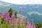 Wildflowers willow-herb on the mountain slopes of the Carpathians