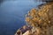 Wildflowers in Winter along the bank of the Arkansas River