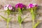 Wildflowers and wooden wall