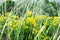 Wildflowers. Yellow flowers. Field flowers are yellow. Background of yellow plants.