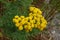 Wildflowers - Yellow Tansy Idaho