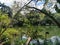 Wildfowl Trust Pond, Trinidad