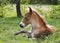 Wildhorse-foal in Lojsta Hed, Sweden