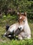 Wildhorse-foal in Lojsta Hed, Sweden