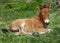 Wildhorse-foal in Lojsta Hed, Sweden