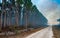 Wildland fire, burning forest with conifers, smoke in the woods, Florida