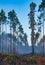 Wildland fire, burning forest with conifers, smoke in the woods, Florida