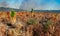 Wildland fires, Burnt field with tree plantings and palm trees, Florida