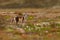 Wildlife action scene from Norway. Arctic Fox, Vulpes lagopus, in the nature habitat. Fox in grass meadow with bloom flowers