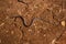 Wildlife: the Adorned graceful brown snake is a very small predator