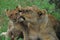 WILDLIFE- Africa- Close Up of a Wild Lioness Grooming Her Cub