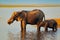 Wildlife Africa. Elephant playing in muddy water. African elephants drinking at a waterhole lifting their trunks, Chobe National p