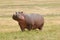 Wildlife in Africa, Hippo