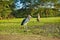 Wildlife of Africa. A large lonely marabou walks on a green lawn.