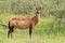 Wildlife from Africa - Red Hartebeest Bull