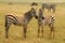 Wildlife in Africa, Zebras
