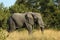 Wildlife: African Elephant