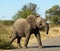 Wildlife: African Elephant