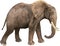 Wildlife African Elephant Walking, Isolated