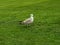 Wildlife animal bird nature seagull grass