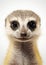 Wildlife animal cute nature wild meerkat small portrait brown mammal