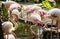 Wildlife Animal, Flamingos are type of wading birds, capable flyers. Flamingos usually stand on one leg while other tucked beneath