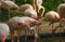 Wildlife Animal, Flamingos are type of wading birds, capable flyers. Flamingos usually stand on one leg while other tucked beneath