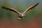 Wildlife animal scene from nature. Bird, face flyght. Flying bird of prey. Wildlife scene from Mexico nature. Florida, USA, wild f