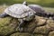 Wildlife animal,  Southern river terrapin Batagur affinis. Also known as the Batagur