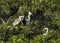 Wildlife animals birds watching group in tree nest green plantation background