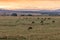 Wildlife animals grazing the savannah grassland hilly mountains wilderness during sunrise in the Maasai Mara National Game Reserve