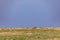 Wildlife Animals Grazing On A Sunny Day In Maasai Mara National Reserve Narok County Kenya