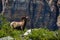 WIldlife as seen in Glacier National Park, Montana, USA