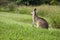 Wildlife Australian Kangaroo