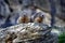 Wildlife Austria. Cute fat animal Marmot, sitting in the grass with nature rock mountain habitat, Alp, Italy. Wildlife scene from