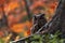 Wildlife in autumn. Eurasian Eagle Owl, Bubo Bubo, sitting on the tree stump block, wildlife photo in the forest with orange