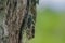 Wildlife: An Aztec Cicada is seen in an Mayan Archaeological site in Guatemala