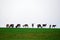 Wildlife background. Deer on green meadow. Gray sky. Growing antlers. Deer on the Horizon.