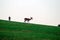 Wildlife background. Deer on green meadow. Gray sky. Growing antlers. Deer on the Horizon.