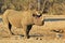 Wildlife Background - Endangered African Black Rhino