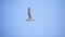 Wildlife background of Larus cachinnans seagull flies across the sky, phase of flight