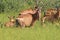 Wildlife Background - Red Hartebeest - Africa