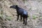 Wildlife: Baird Tapir is seen bathing in water reserve in the Jungle