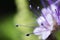Wildlife. Beautiful flower close up. Macrocosm
