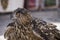 Wildlife, beautiful owl in a medieval fair with exhibition of bi