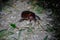 Wildlife: A Beetle is attacked by ants during night in the Northern Jungles of Guatemala